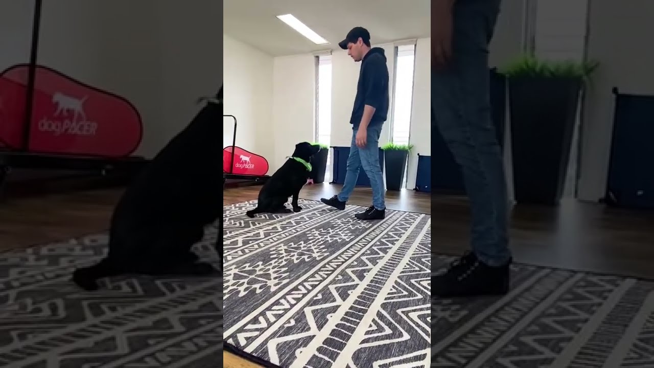 Dog Jumps On People How To Train Your Not Jump Dogtraining