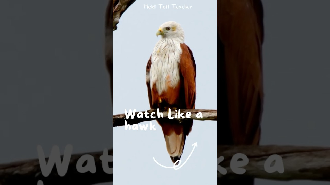 Watch like a hawk -  English Idiom Explained for ESL Learners