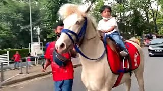 kuda | naik kuda putih lari kencang | lagu populer naik delman istimewa