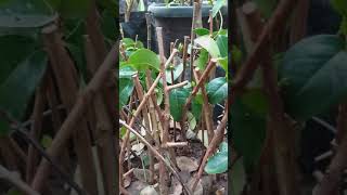 Download Lagu Cara stek bunga sakura menggunakan natur stek mas dewo WA 081391683045 AMBAR MP3