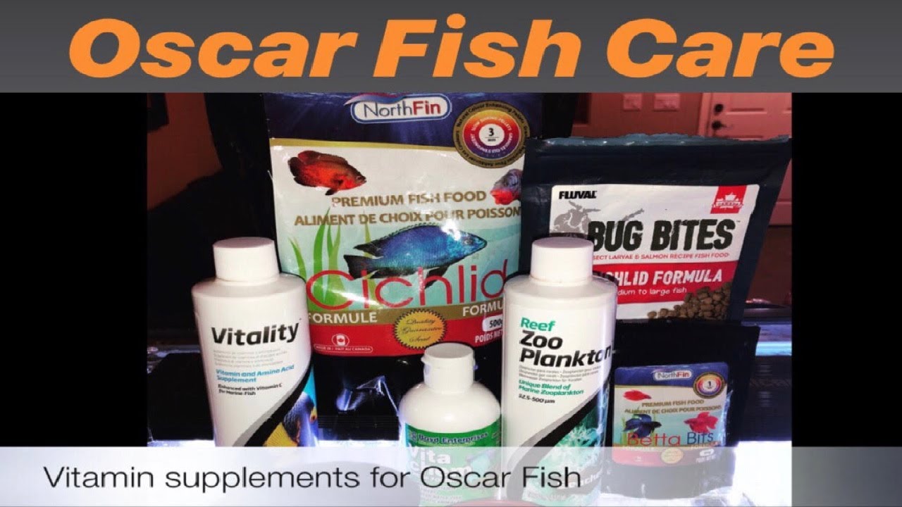 Oscar Fish Care Food, Vitamins, and Supplements YouTube