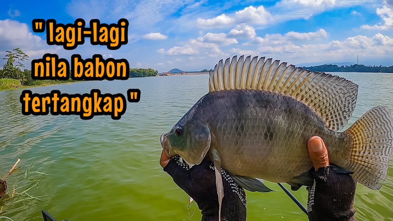 GILAA‼️ UMPAN BARU DILEMPAR LANGSUNG DIHAJAR NILA BABON || mancing nila babon di waduk karangkates