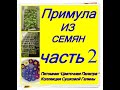 Посев семян примулы . Самые красивые ПЕРВОЦВЕТЫ ,выращиваем из семян . Часть вторая.