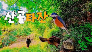 видео: Не то чтобы я был Тарзан, но дикие животные собираются откуда-то вокруг | Оди дунгпхе | Оди сулпьонг картинка: Не то чтобы я был Тарзан, но дикие животные собираются откуда-то вокруг | Оди дунгпхе | Оди сулпьонг