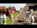 How to Make Small-Batch Cream Cheese: Cow vs. Goat Milk Masterclass