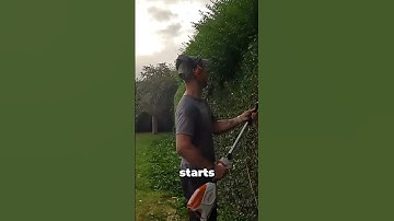 How to Shape a Privet Hedge Like a Pro – Hedge Trimming