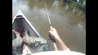 Raritan river Smallmouth hits at the boat