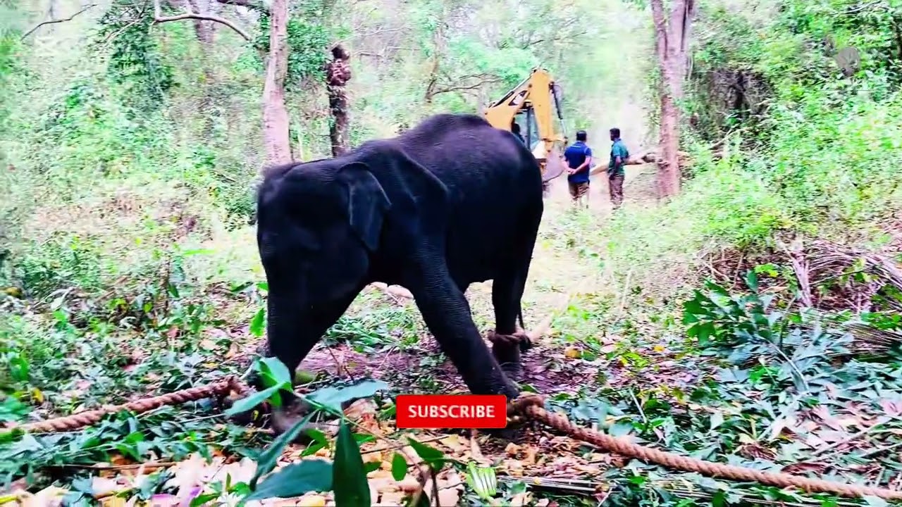ට්‍රක් එකට අලි ප්‍රහාරයක් | Rescuing, treating, and releasing a wild elephant back to the forest.🐘🌿