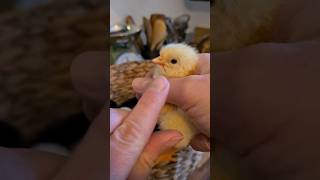 Élever des poussins de A à Z