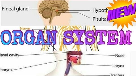 What is an example of organ system