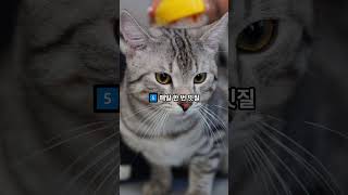초보 집사라면 꼭 봐야 할 고양이 집사 십계명!  #고양이 #반려묘 #cat  #집사 #고양이영상 #반려동물정보  #고양이일상 #catshorts #shorts #cats
