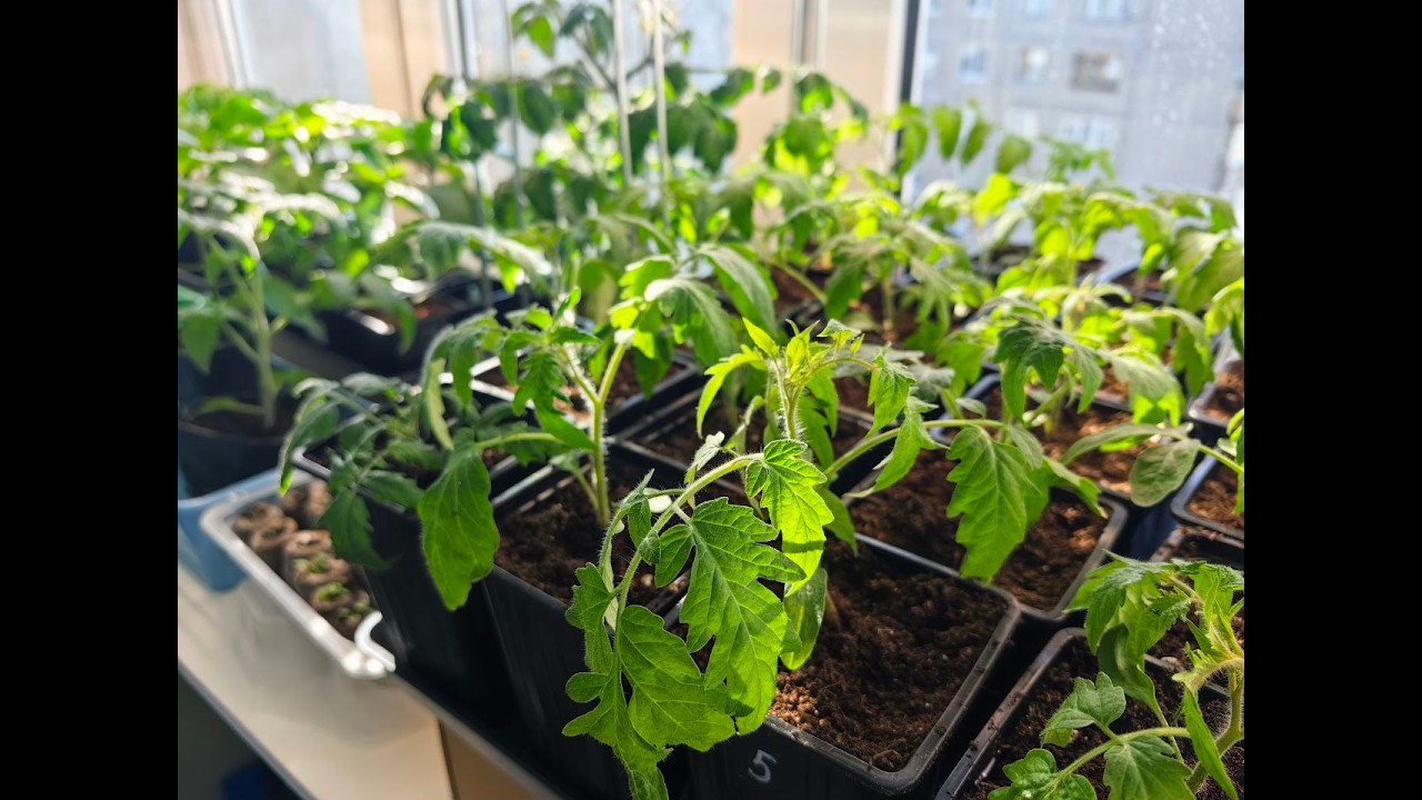 6 марта 2026 Перевалка Томатов Обзор Рассады Подкормка