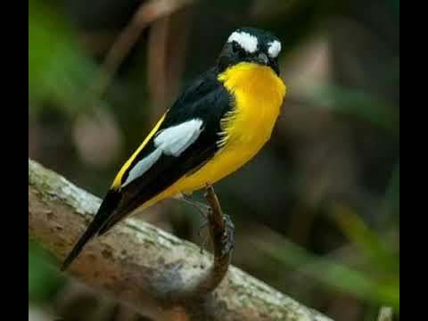 suara pikat viral semua burung hutan terbaru 2024,#suarapikatampuh #suarapikat#viral