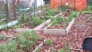 John of http://www.growingyourgreens.com takes you to his community
garden plots in northern california. while other gardens lay dormant,
is g...