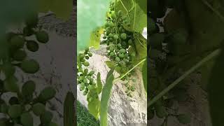 My little Garden . cute little grapes video .🍇🍇🍇