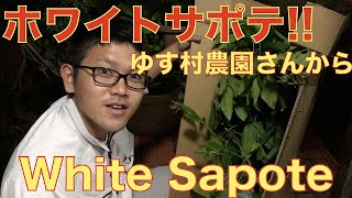 【開封】ゆす村農園さんからホワイトサポテの苗木来た！！