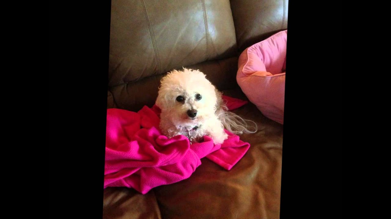 Royalty Pets Davie FL Dog Boarding & Pet Sitting http//www