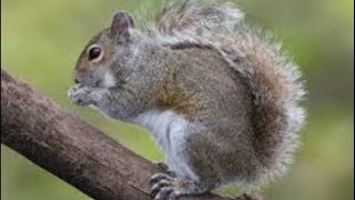 Sciurus carolinensis- eastern gray squirrel foraging