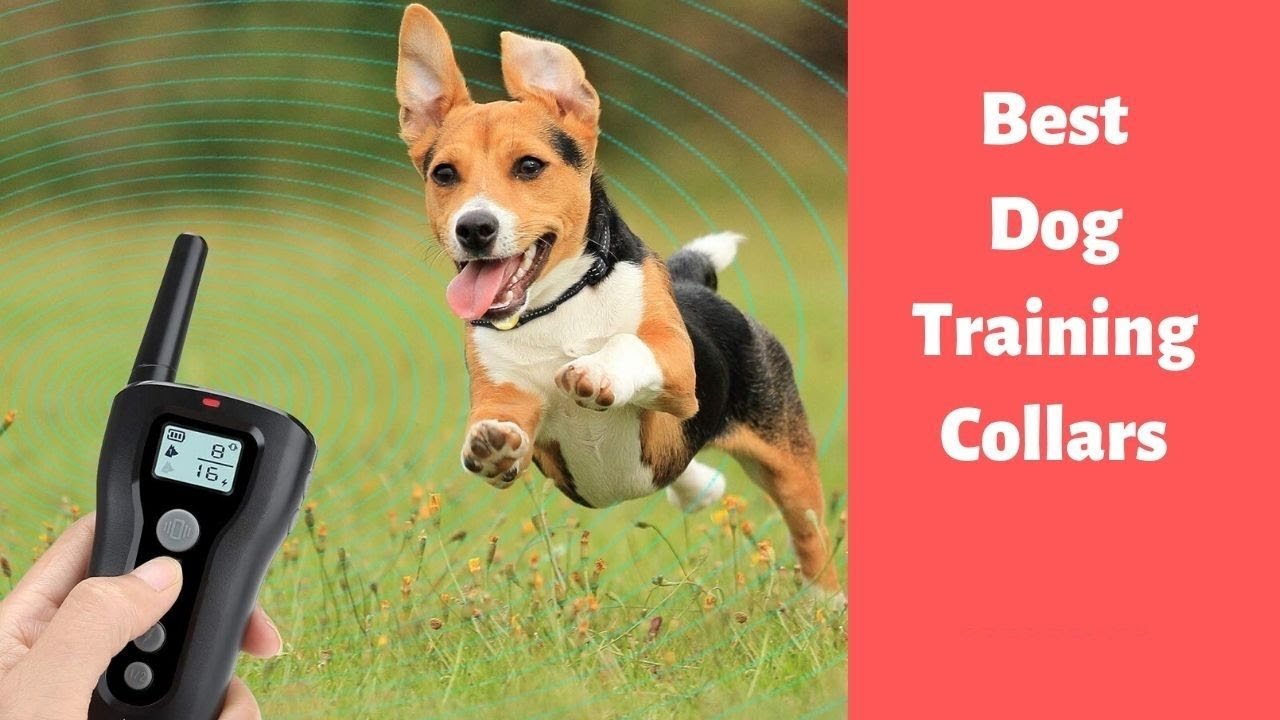 whats the best dog training shock collar