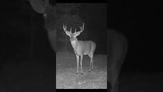 Midnight Wanderer: Single Buck Roams the Night #wildlife #buckwild #animal #arkansaswildlife