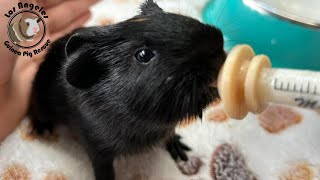 How To Syringe Feed An Orphan Guinea Pig Baby