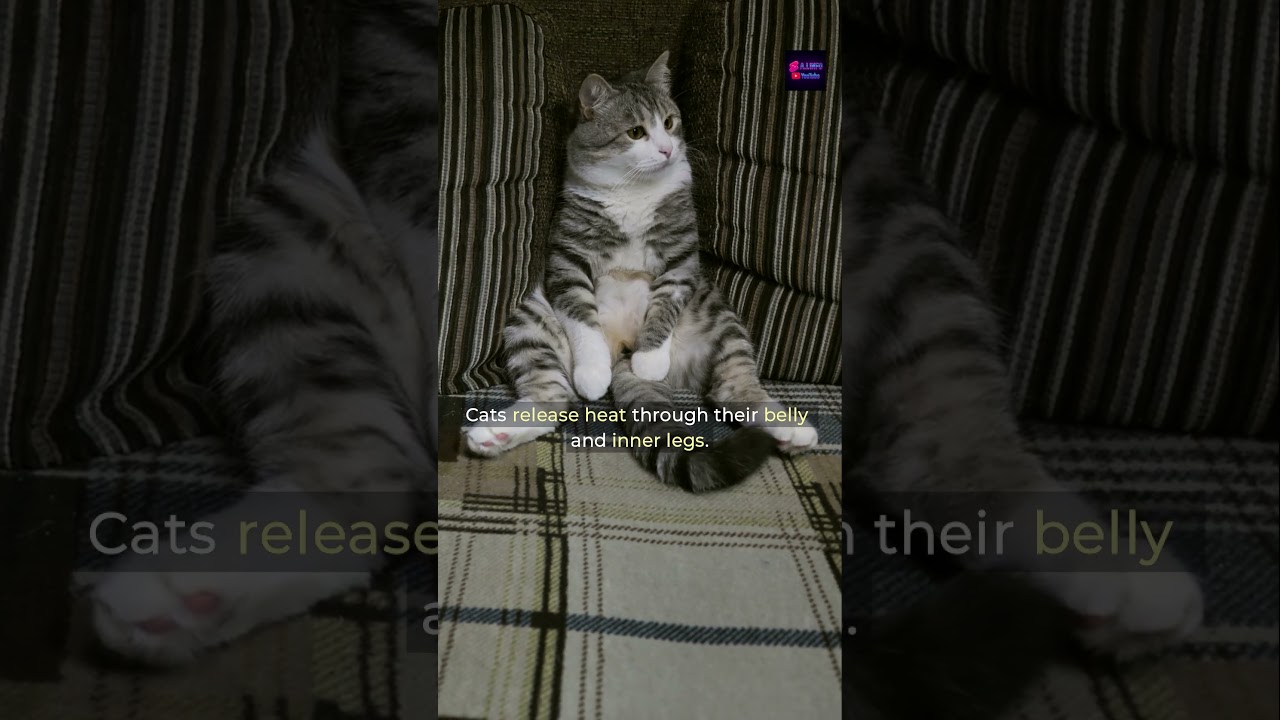 Why Cats Show Their Belly in Warm Weather