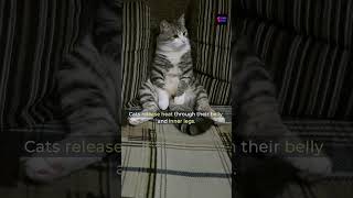 Why Cats Show Their Belly In Warm Weather