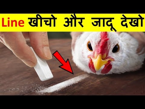 वीडियो: जानवर दुनिया को कैसे समझते हैं