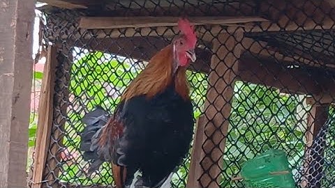 F2 qaib dib mos 02054447366