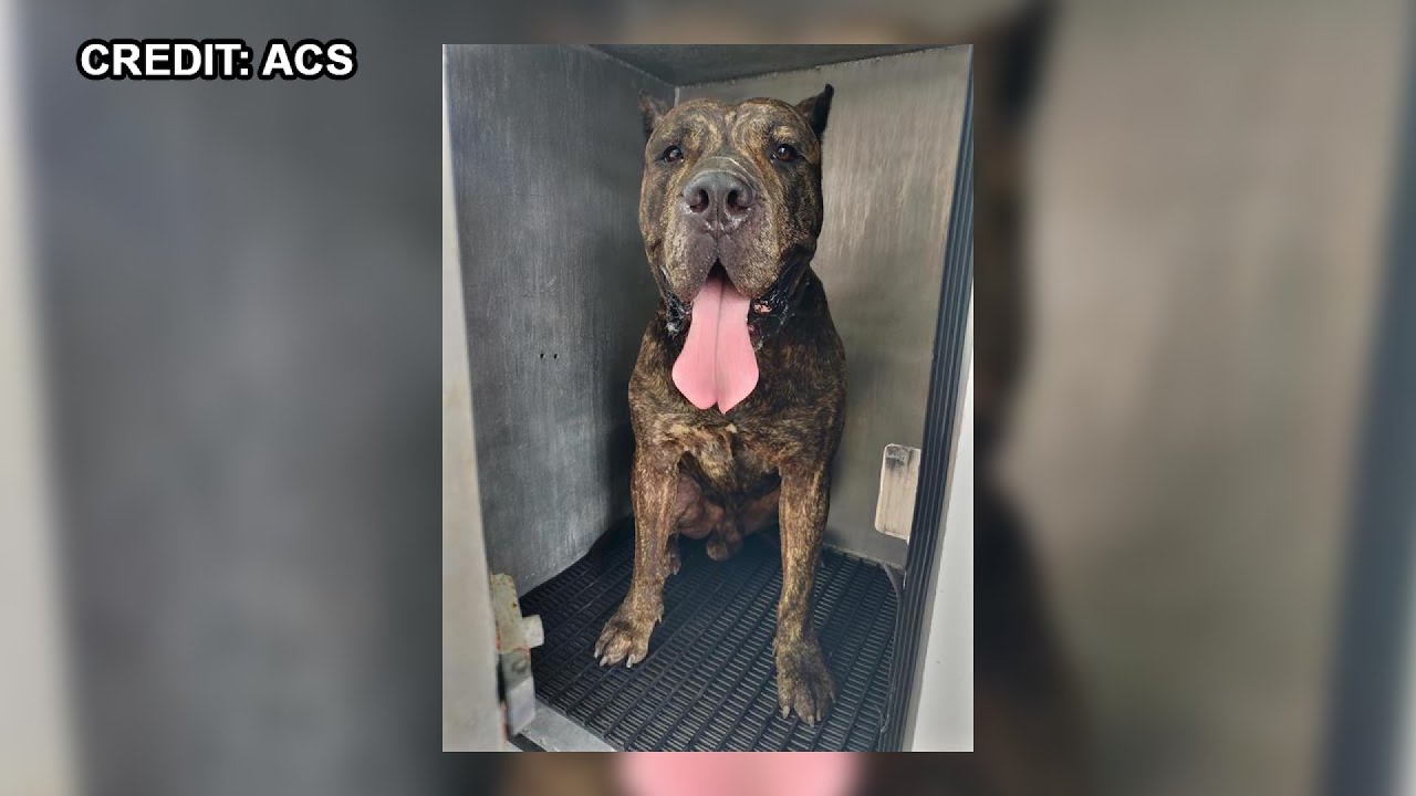 A dog attack won't necessarily lead to the dog's death