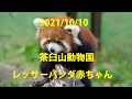 【4K】茶臼山動物園 レッサーパンダ 赤ちゃん 双子 2021/10/10