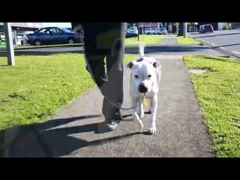 buster-gets-his-dog-registration-papers-|-auckland-council