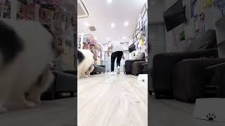 Rough collie show dog Singapore by Pawfessional Pet Care 62 views 3 months ago 1 minute, 58 seconds