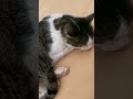 #katzen