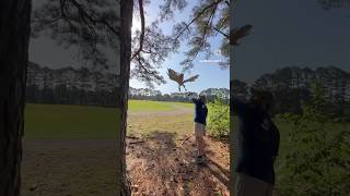 Releasing Bounty, my red-tailed hawk back into the wild after two years as a falconry bird! Resimi