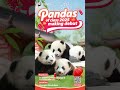Panda Babies Of Class 2025 Make Their Debut | iPanda #shorts
