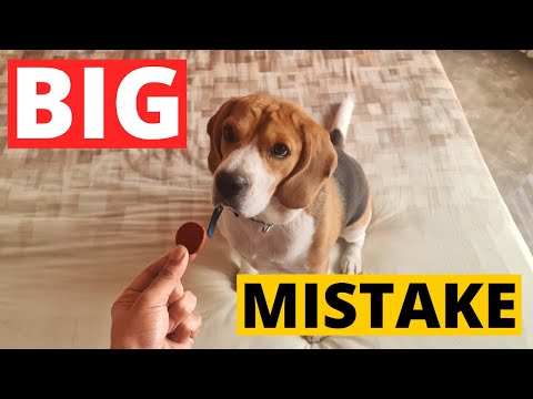 Video: Beagle kucēns māca izglābtos suņus kā uzticēties cilvēkiem