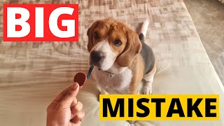 7 Beagle Training Mistakes Owners Make
