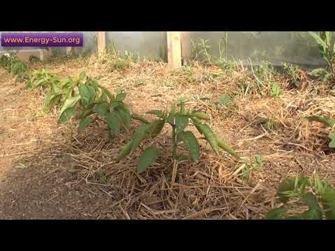 Video: Cultivarea Legumelor într-o Seră