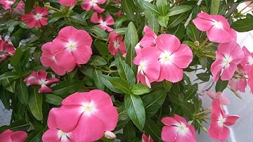 Cách Chăm Sóc Hoa Dừa Cạn [Mỗi Ngày Càng Tươi Đẹp Hơn]