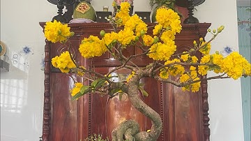 Cúc vip (cúc tri kỷ), 0397142252 hoặc 0947873959