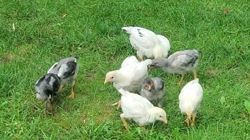 Me nyuam qaib Brazilian chicks 3 weeks old