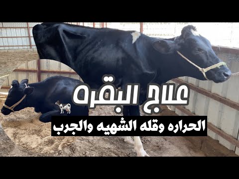 فيديو: هل تمرض الأبقار من أكل البرسيم؟