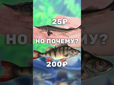 Почему Окунь дороже Осетра? Про стоимость мальков окуня и осетров для пруда #рыбы