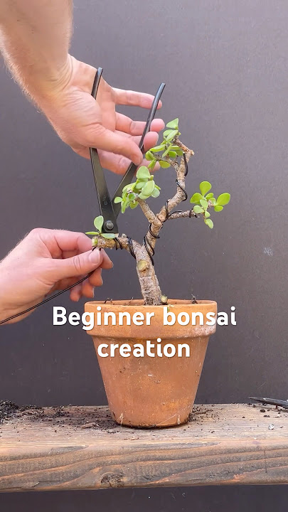 Membuat bonsai pemula kecil #jadebonsai #bonsai #bonsaitree #portulacariaafra #beginnerbonsai