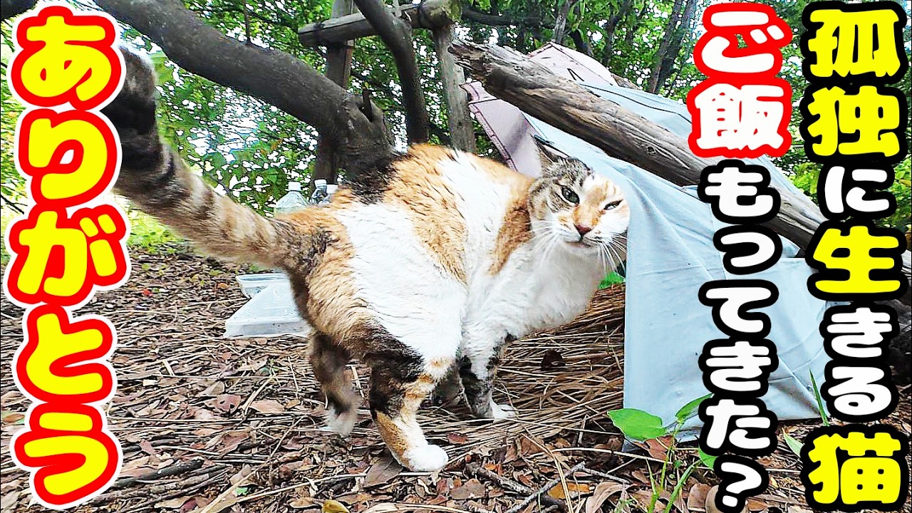 自ら孤独を選んだ三毛猫にご飯をもっていくと・・・ さくらねこへの