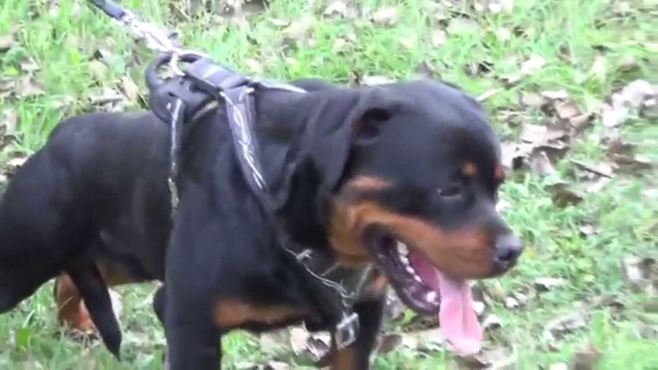 rottweiler body belt