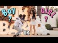 OUR GENDER REVEAL!! | Yoatzi