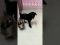 mai mann marzi ka hu🐕🐕🥰🥰🥰🥰🥰🥰🥰 #doglovers#cute puppies #comedy #funny #youtubeshorts