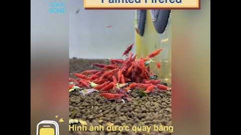 Tép Painted Firered [AquaHome] [sieuthithuysinh.com]